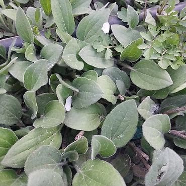 семис кой: Гул коп жылдык — 3