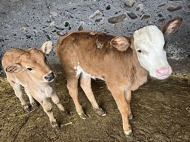 индоутка цыплята: Продаю | Музоо, торпок | Голштин, Айрширская | Для разведения — 2