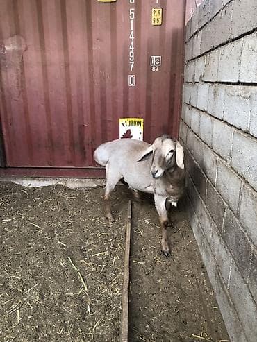 гуси линда: Продаю | Баран (самец) | Арашан | Для разведения — 4