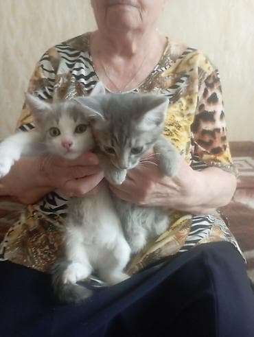 пидбуль щенок в оше эркек: 2 месяца, Мальчик — 3