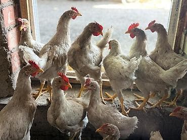 ак кой: Продаю | Куры | Для разведения — 2