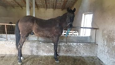 тайган иттер: Сатам | Байтал | Көбөйтүү үчүн — 1