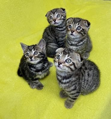 шатландские кошки: Шотландские вислоухие котята в полосатом окрасе табби - Порода — 1