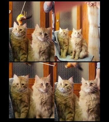 сколько стоит кошка породы мейн кун: Продам мейнкун сибирский бенгальская кровь коты не кастрированы — 3