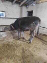 продажа французских бульдогов: Продаю | Тёлка | Швицкая | Для разведения, Для молока | Не стельные — 2