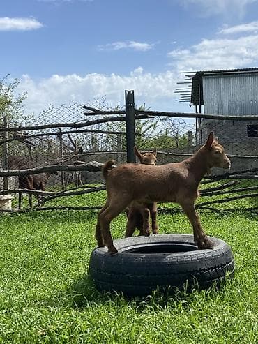 кой акур: Продаю | Козлёнок | Для разведения | Племенные — 3