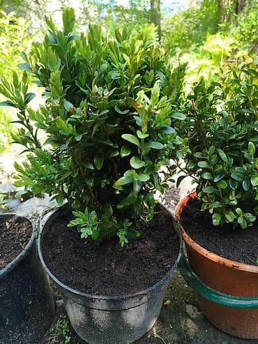 Самшит вечнозелёный (Buxus sempervirens) в контейнерах. - Компактные