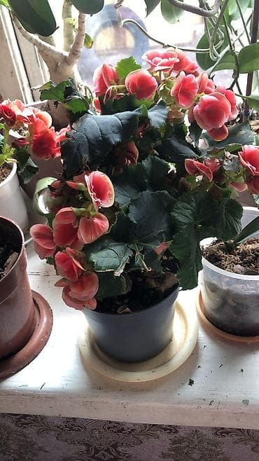 фикус каучуконосный: Цена разный от150 до1000сом цветы тоже разные есть — 4