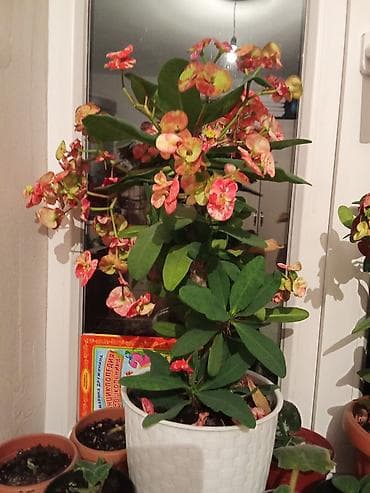 Эуфорбия миля (Euphorbia milii, «терновый венец») в декоративном at lalafo.kg Эуфорбия миля (Euphorbia milii, «терновый венец») в декоративном