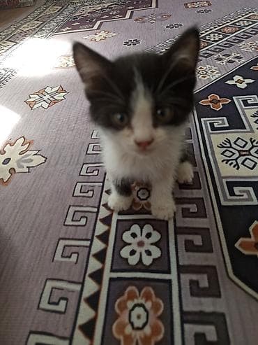 Отдаю трёх котят в добрые руки.2 месяца (родились 20 июня). Котята at lalafo.kg Отдаю трёх котят в добрые руки.2 месяца (родились 20 июня). Котята
