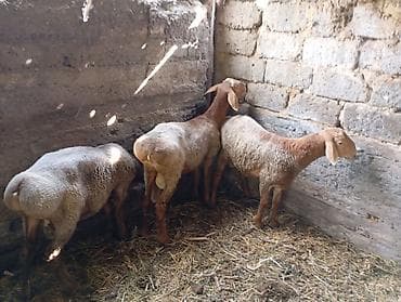 Продаю | Баран (самец) — 7
