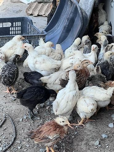 ак кеклик: Сатам | Балапандар | Үй, Леггорн | Союуга — 1