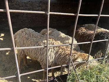 семина кукуруз: Продаю | Ягненок | Полукровка — 4