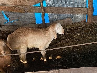 Продаю | Ягненок