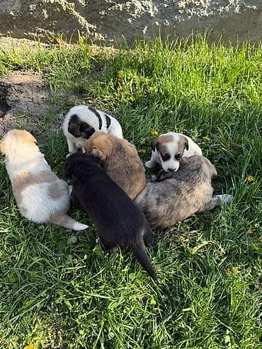 Животные: Щенки от домашней собаки-метиса - Помёт из нескольких щенков разной — 2