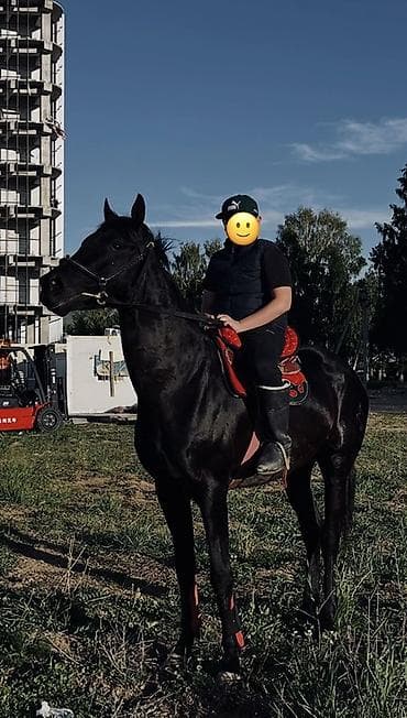 саан уй бишкек: Сатам | Байтал | Англиялык | Ат спорту — 1