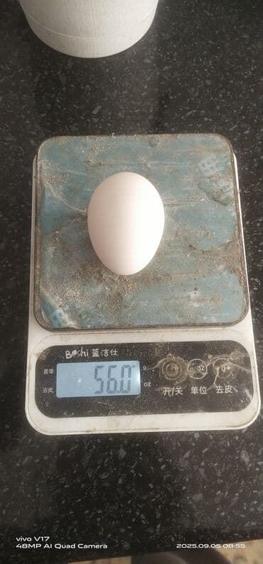 английский чистокровный: Продаю | Инкубационные яйца | Домашняя | Для разведения — 4