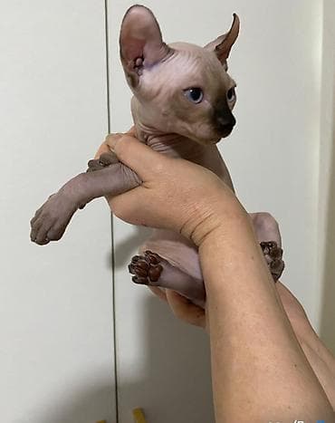 кошки сфинкс цена: Сфинкс, 2 месяца, Мальчик, Приучена к лотку — 2