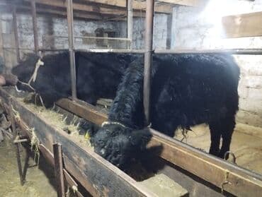 бокс для животных: Продаю | Бык (самец) | Алатауская, Абердин-ангус — 7