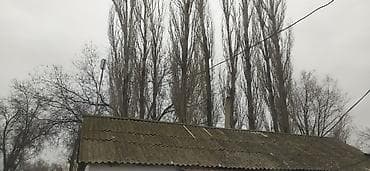 s 63: Тополь 10 шт — 3