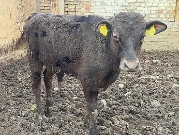 мал сату: Сатам | Бука (эркек) | Бордоп семиртүү үчүн — 2