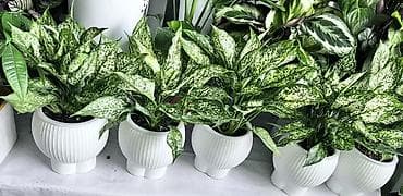 цветок антуриум цена: Антуриум (Anthurium andreanum) — эффектное комнатное растение с — 5