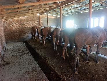 живой баран: Продаю | Жеребец | Для разведения | Племенные — 2