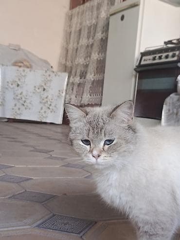 шотландская веслоухая кошка: Британская короткошёрстная, 7 месяцев, Девочка — 4