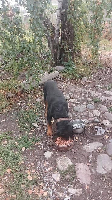 собаки тайган: Ротвейлер, кобель, крупный и мощный. Классический окрас: чёрная шерсть — 1