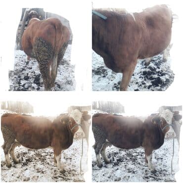 Кошки: Продаю | Корова (самка) | Монбельярд | На откорм, На забой, Для разведения | Племенные, Осеменитель, Искусственник — 1