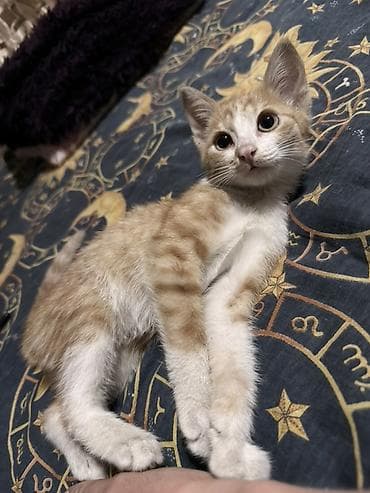котенок сиамский: Кошка даром: Беспородная, 3 месяца, Девочка, Приучена к лотку — 2