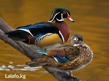 попугай неразлучник купить: Утки !!! Продаются пара - уток каролинок. Кароли́нская у́тка, или — 3