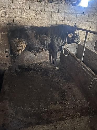 птицы бишкека: Продаю | Бык (самец) | Для разведения | Привязанные — 3
