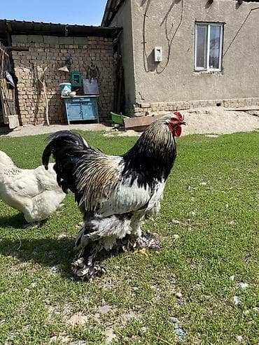 фазаны жвотный: Продаю | Куры | Брама | Для разведения — 6