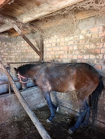 утка лалафа: Продаю | Жеребенок | Рабочий — 1