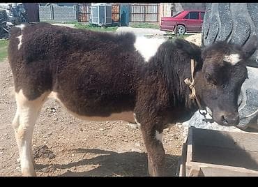 кошки джалал абад: Продаю | Музоо, торпок — 3