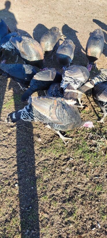 мал айдана ит керек: Продаю | Индюк (самец) | Племенные — 8