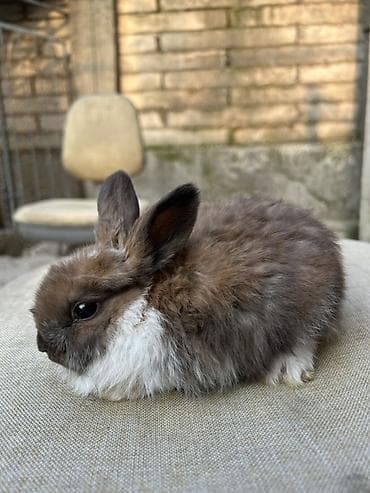 кролики бабочки: Декоративные кролики (длинношёрстные, тип львиноголовый/карликовый) — 3