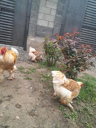 брама яйцо: Продаю | Куры | Для разведения — 1