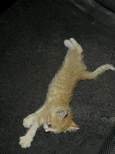 животные кошки: Отдам даром котёнка — 7