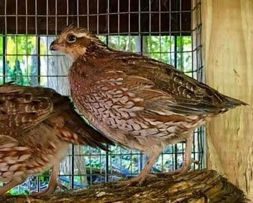 куры домашние: Продаю | Куры, Петух — 4