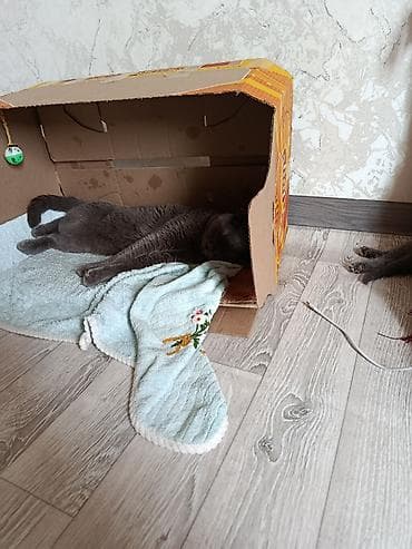 шотландский скоттиш страйт: Шотландский вислоухий кот(Scottish Fold), - Вязка Мальчик серый — 3