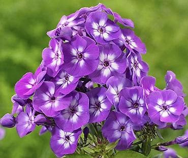 растение цветы: Саженцы — 2