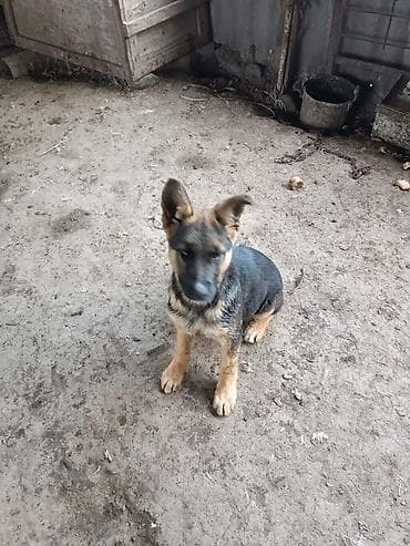 немецкая овчарка цена щенка: 2- месяц Щенок, немецкую овчарку — 1