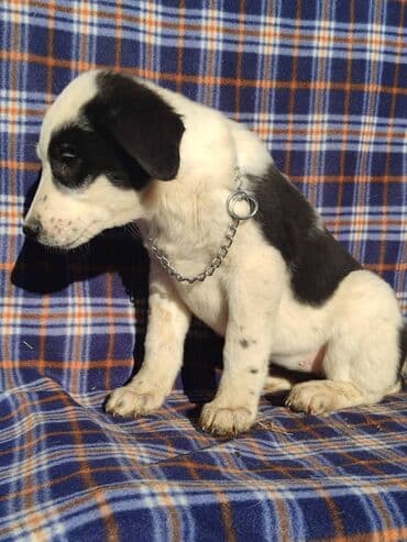 продажа собак бишкек: Ищем дом щенкам. Дважды привиты,имеют ветеринарные паспорта. Есть — 13