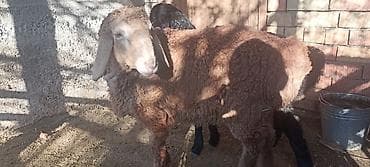 собака такса: Продаю | Ягненок | Для разведения — 8