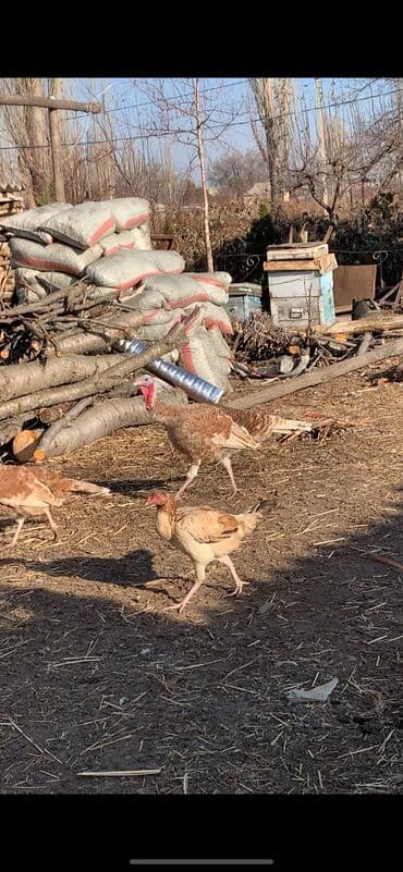 дойних коров: Продается — 1