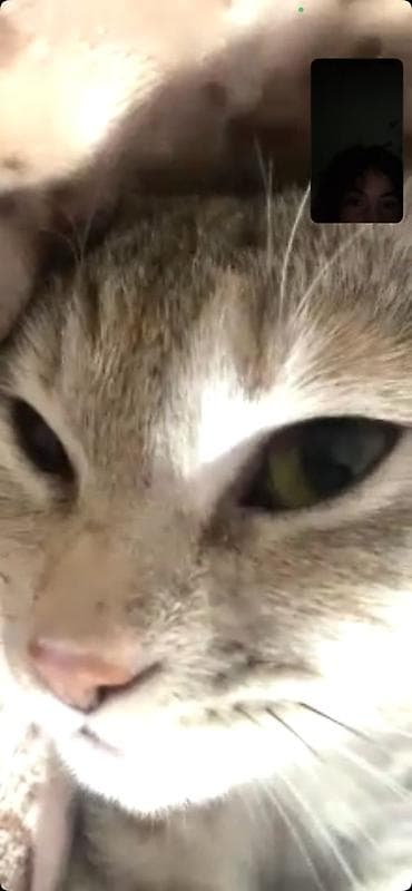 Продажа кошек: Пропала : Беспородная, Девочка — 6