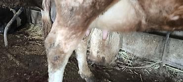 Ветеринар кызматы: Сатам | Уй (ургаачы) | Көбөйтүү үчүн, Сүт алуу үчүн — 2