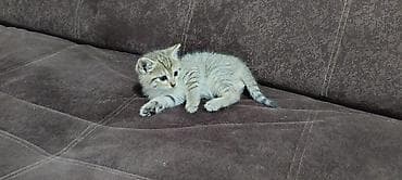 ласки: Британские котята, окрасы: сплошной голубой и тигровый табби. - — 9